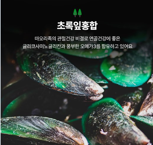 뉴질랜드 초록잎홍합